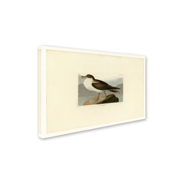 Audubon 'Wandering Shearwaterplate 283' Canvas Art,12x19